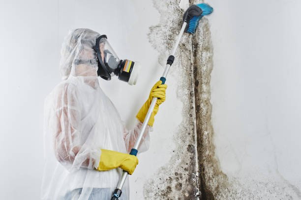 Best Biohazard Mold Removal  in Jamul, CA